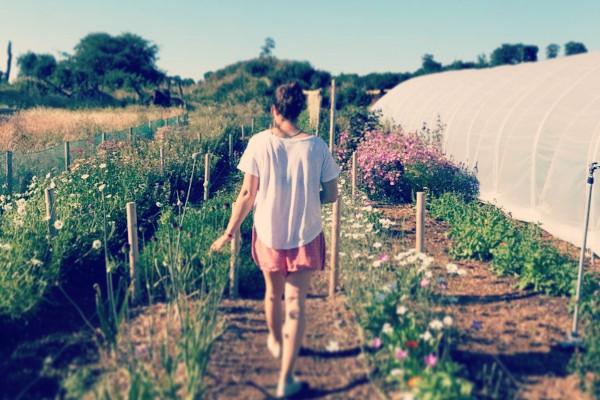 Person walking through a flower garden, past rows of plants and a greenhouse.